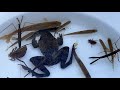 真冬の氷が張った水溜りでガサガサ 魚 カエル 水カマキリ ヤゴ