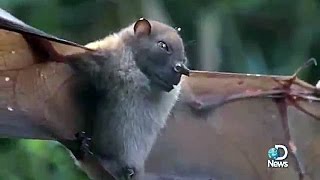 New Species in Papua New Guinea