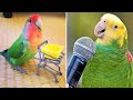 Baby Animals 🔴 Funny Parrots and Cute Birds Compilation (2019) Loros Adorables Recopilación #4