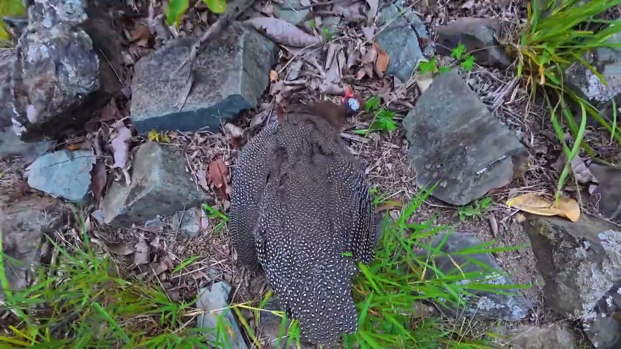 cacerías de guineas cimarronas en la montaña 