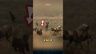 The Honey Badger Confronts A Pack Of Wild Dogs.