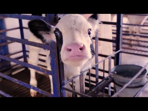 Cuccioli sfruttati nell’industria alimentare
