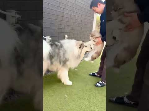 時松 宏樹ブリーダーの犬舎動画