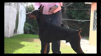 A Doberman Youtube