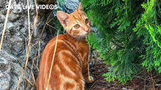 A Hidden Colony Of Orange Cats Was Living In The Cliffs