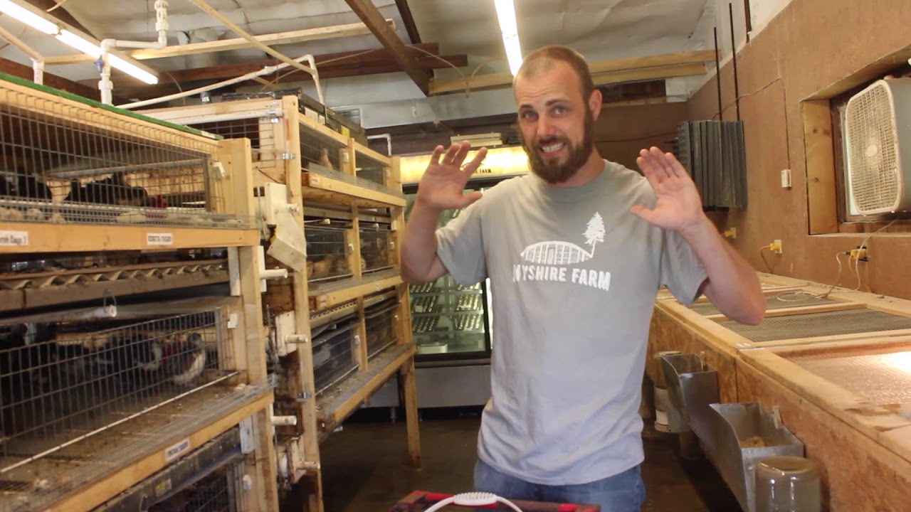 Daily routine of coturnix quail at myshire farm YouTube