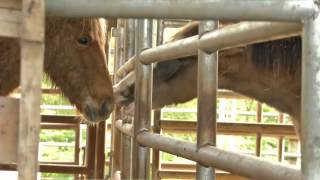 54 Giles County Malnourished Horses Taken by Police, One Eut