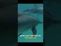 Shocking Animal Genius EXPOSED in 55 Seconds!
