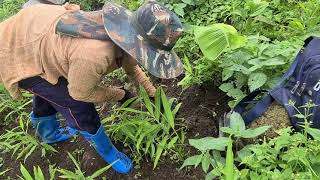 Ua teb li ua teb xwb hmoob lub neej tiag tiag os lawv aw 30/6/2021