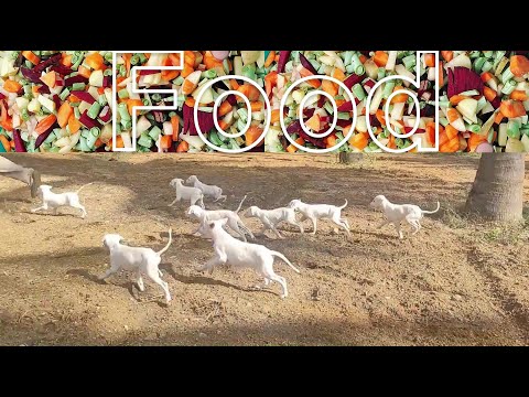 Rajapalayam Dog Food Puppy Diet Plan