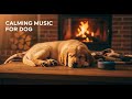 12 hours of Ultimate Relaxation Music for Anxious Dogs 😴 Calming Sounds for Deep Sleep 😌