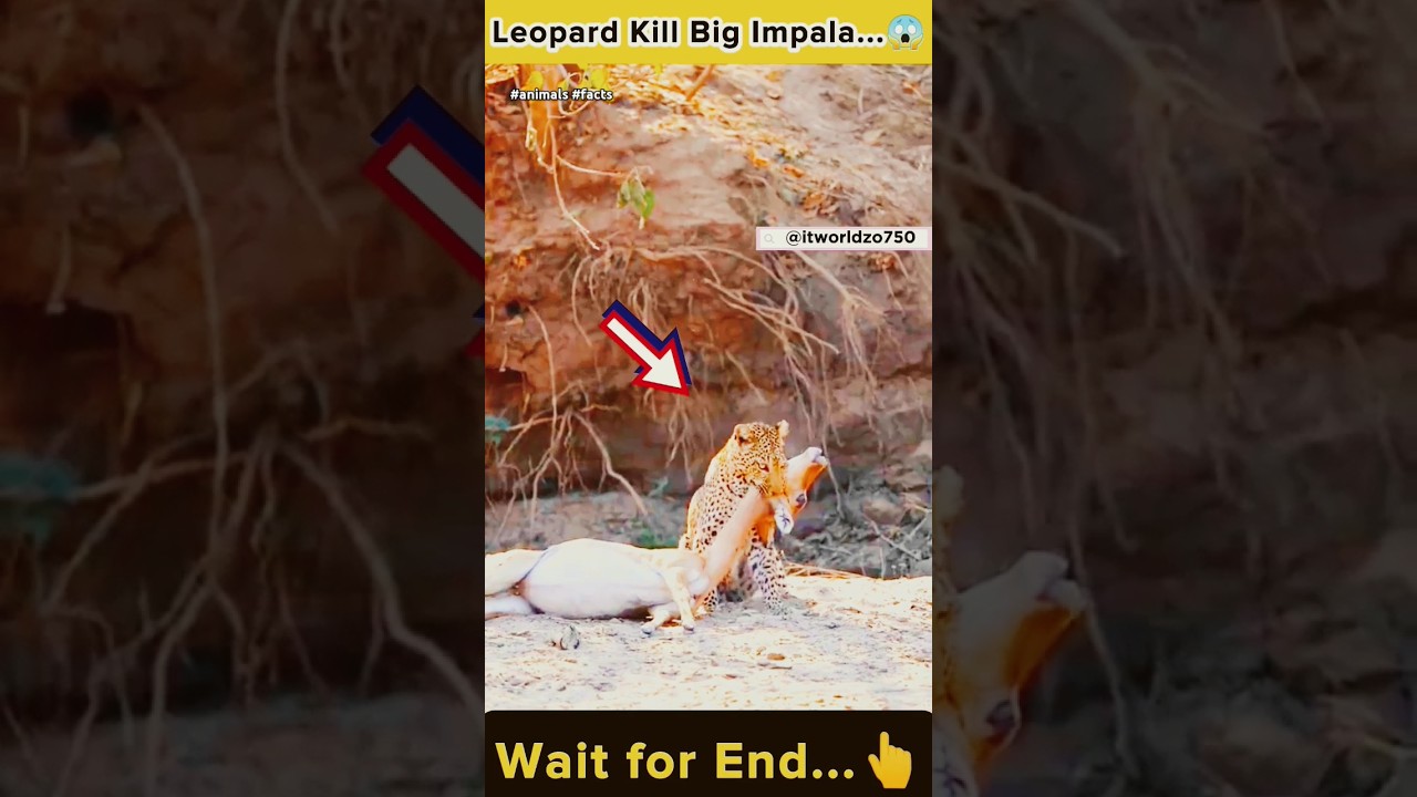 😱 Leopard kill impala 