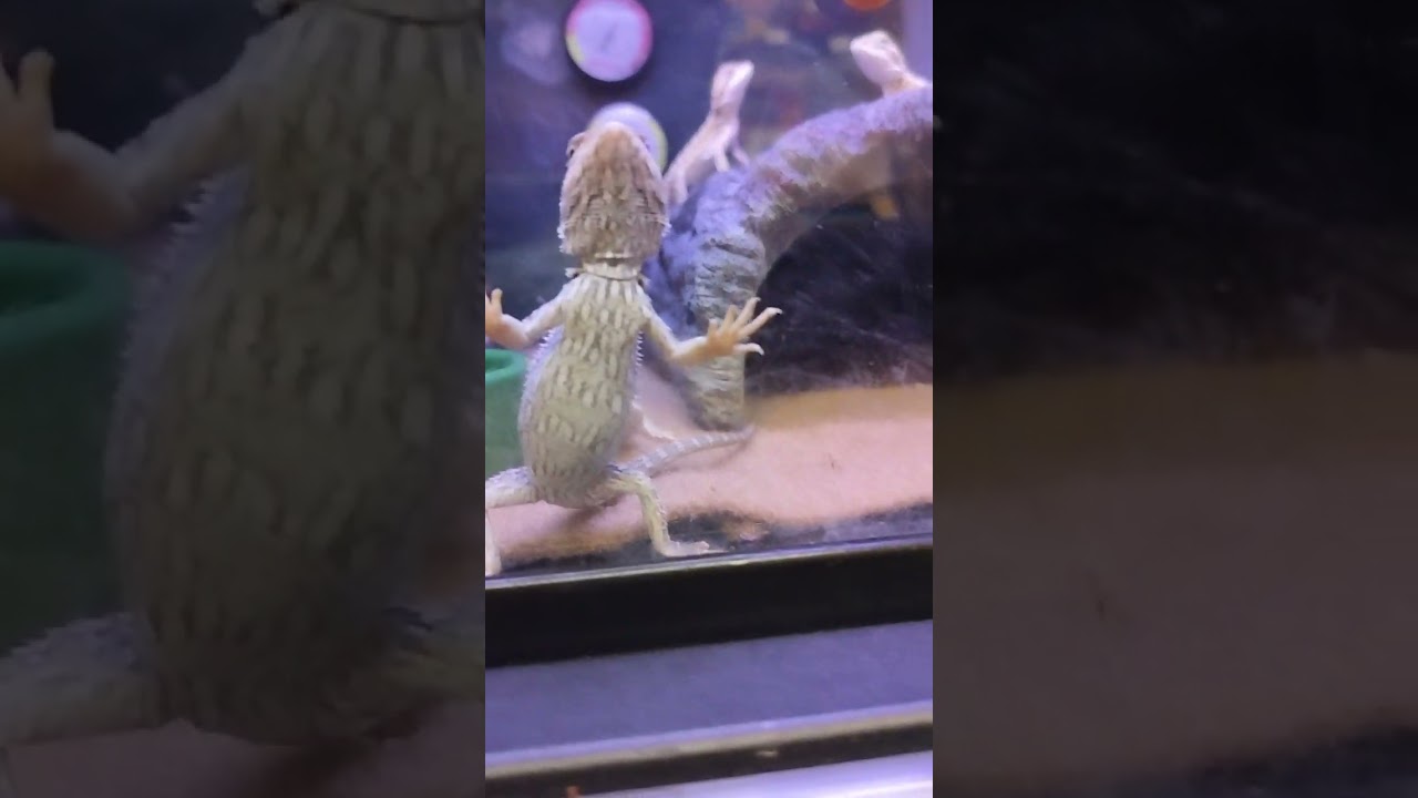 at PetSmart shopping for my puppy