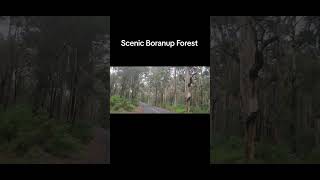 Scenic Boranup Forest. Leeuwin-Naturaliste National Park, Australia's South.