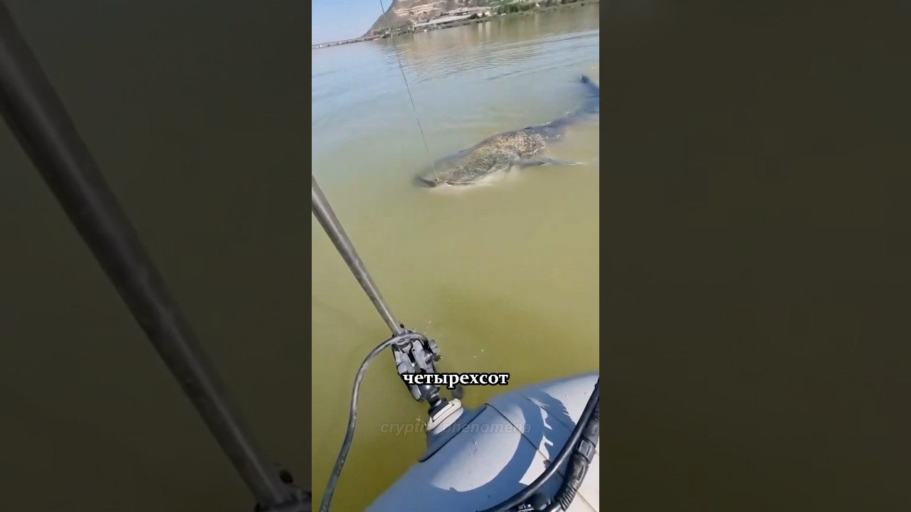 Самые гигантские речные рыбы