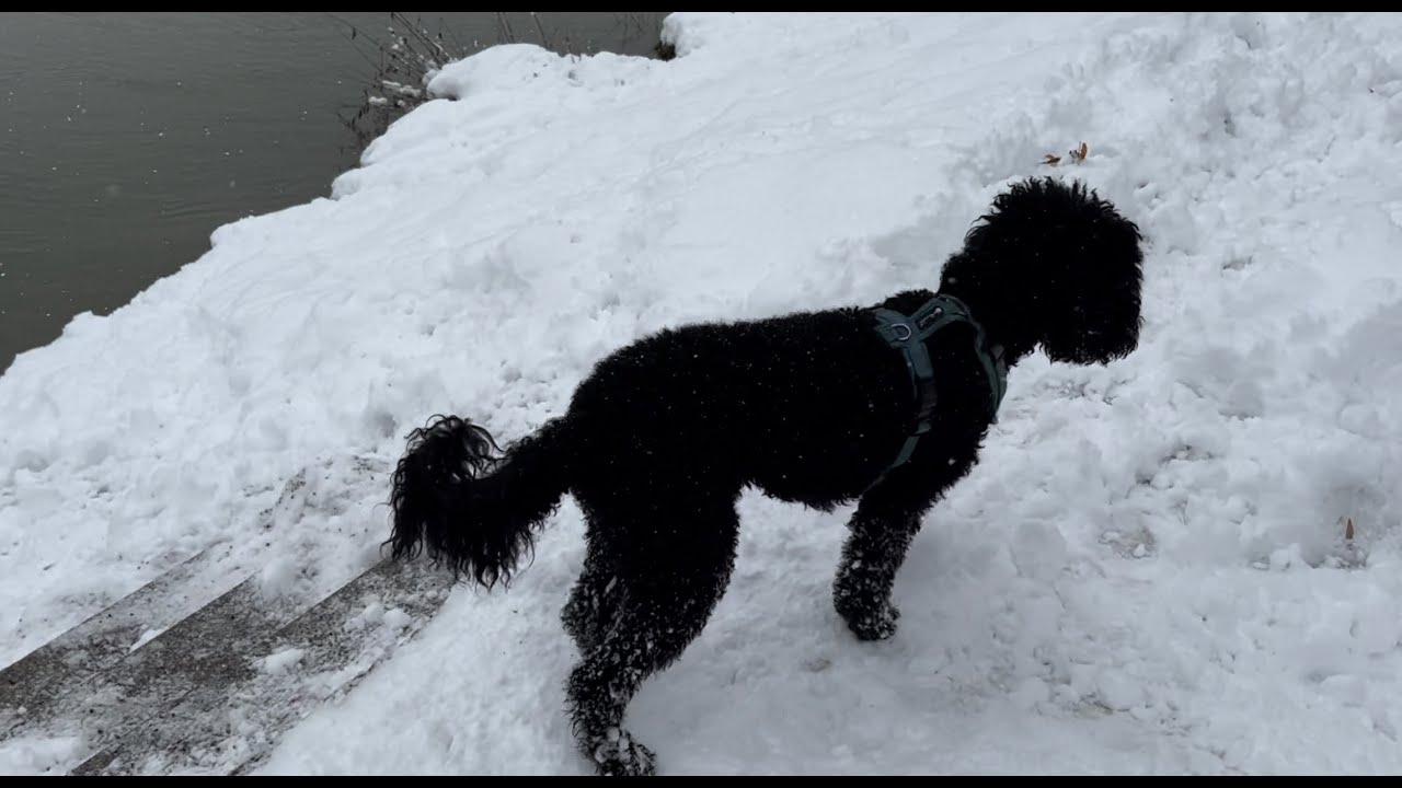 فيروز - فيروزيات الصباح - اروع اغاني ارزة لبنان - The Best of Fairuz, Passau