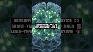 🧠 How does your brain store information? Learn Sensory, STM &amp; LTM in 60 seconds! #Psychology