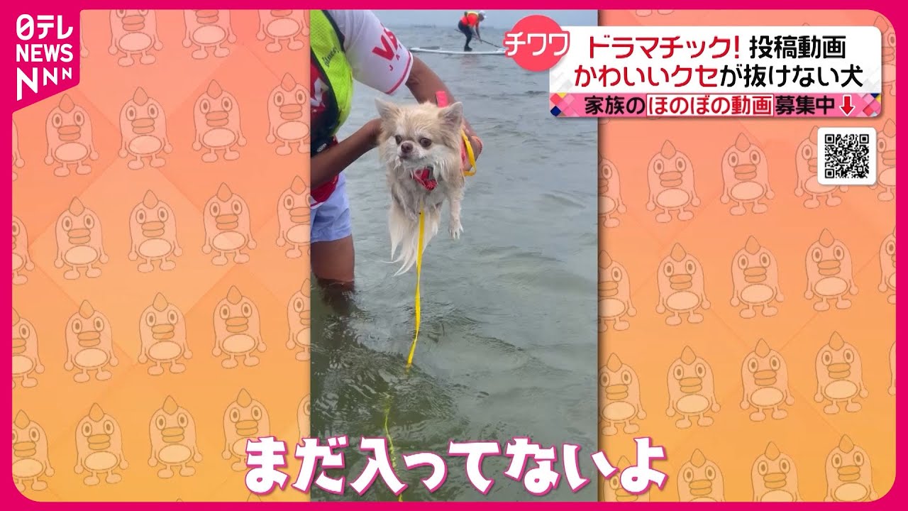 投稿動画】水を前にしたチワワの