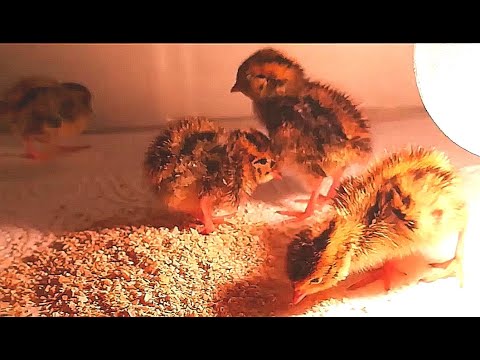 How to raise quail at home