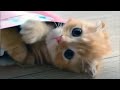 Funny Cats 🥰 Cute and Baby Cats Videos Compilation [Funny Pets]