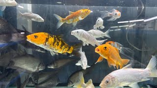Aquarium shop in Lucknow om fish aquarium new fish stock update #fish #viral #aquarium #fishtank