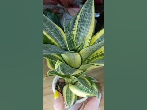 САНСЕВИЕРИИ🌿Я так люблю когда они это делают😁ХАННИ Голд🌿Щучий хвост🌿 ...