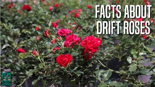 The Facts About Drift Roses