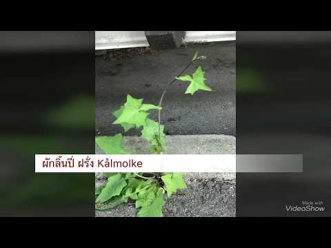 Video: Mjölktistel, Odling Och Användning