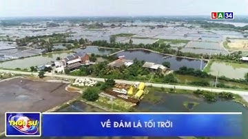 Về đám lá tối trời | LONG AN TV