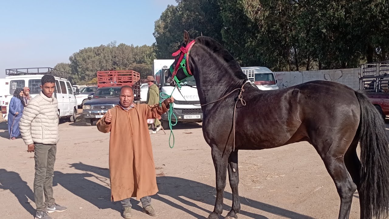حمييدطيكطوك الخوت اليوم السوق منور والناس ناشطه وباغيه الخيل المواسم