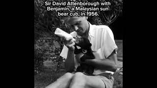 Sir David Attenborough with Benjamin, a Malaysian sun bear cub, in 1956. #nature #ai #history