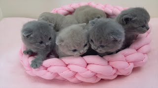 Cute Tiny Baby Kittens Meowing Loudly For Mom Cat, Although She Is Near, British Shorthair Cat Lilac