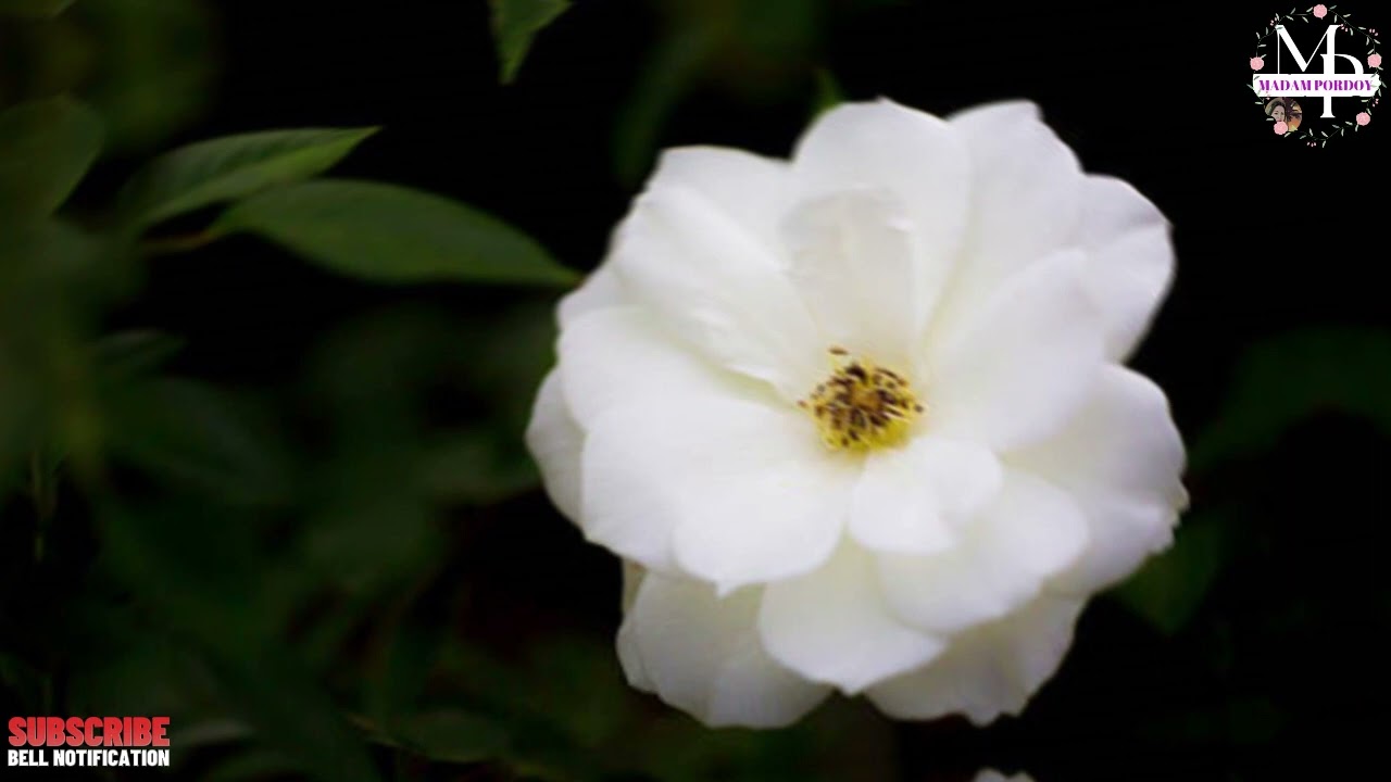 White Garden Rose