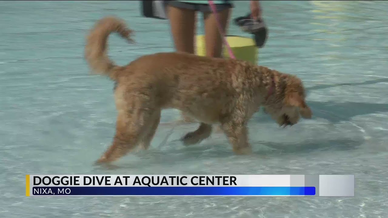 Doggie Dive in Nixa and Springfield