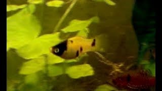 Platy Bumblebee