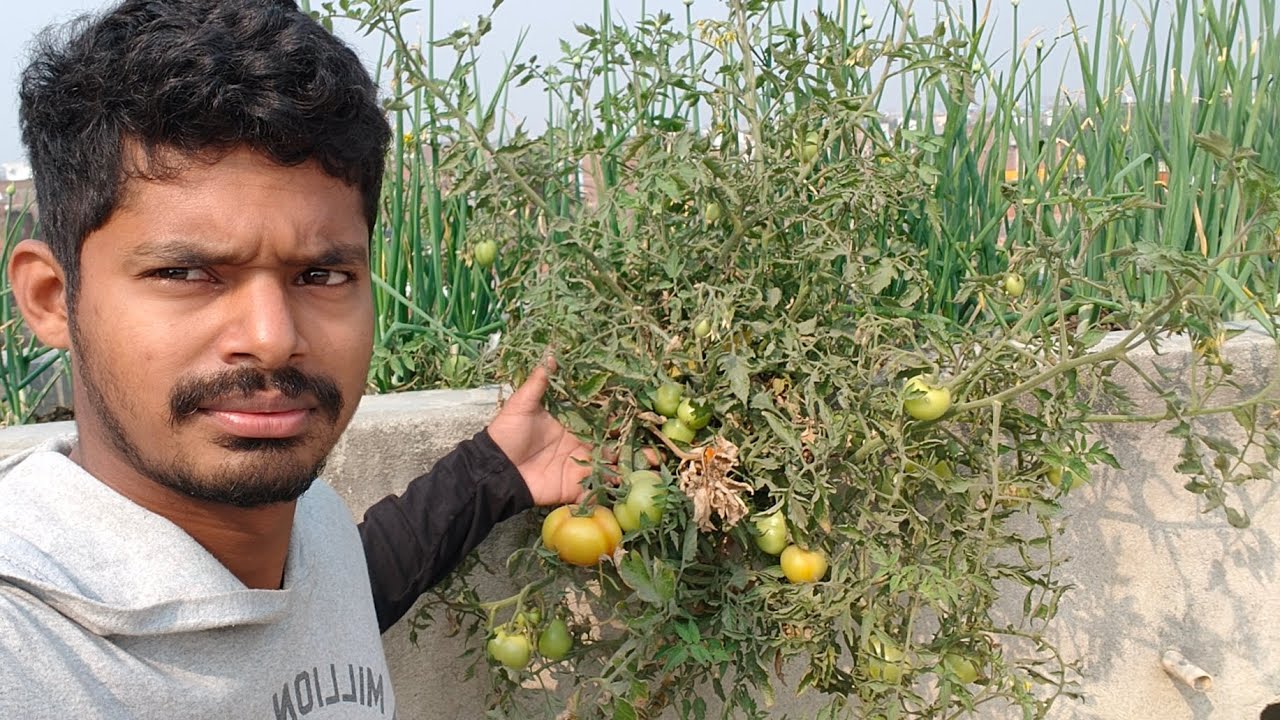 Chhat ke upar lagai Saag Sabji 🥦.  Today vlog #gauravvaidyavlogs 