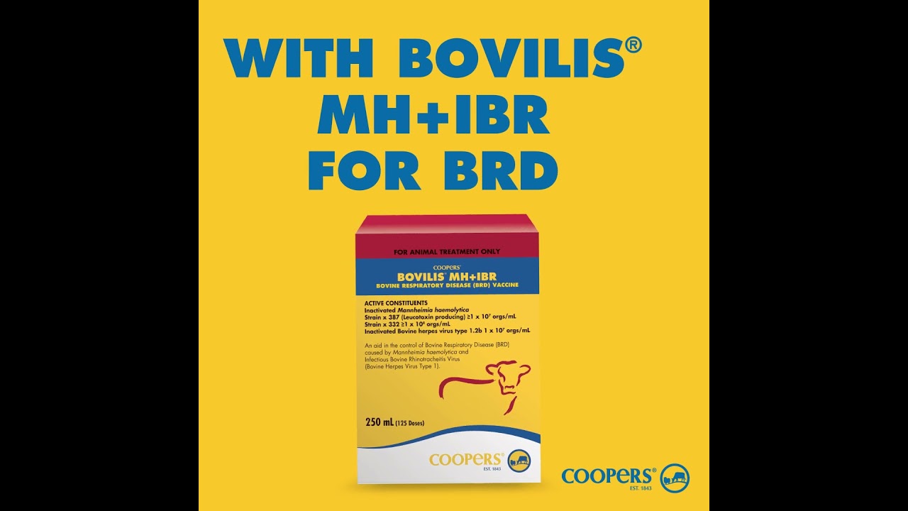 Get Feedlot ready with Bovilis MH+IBR!