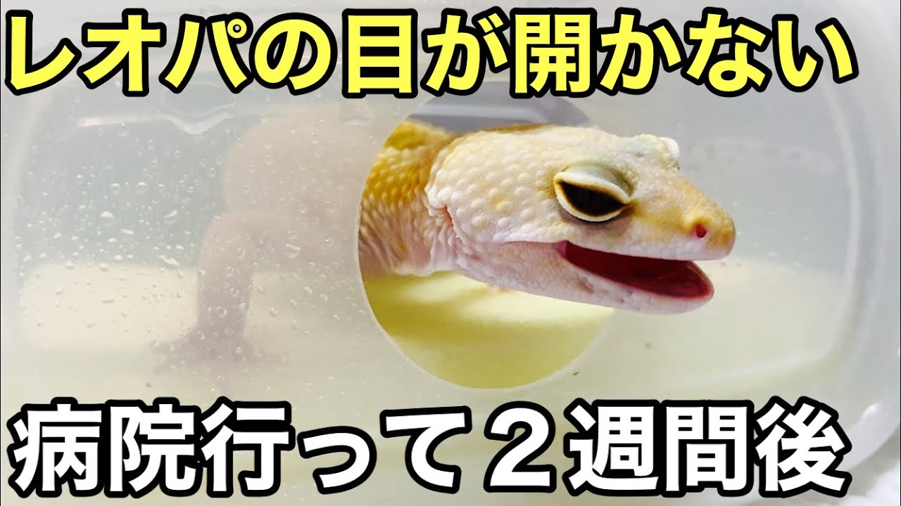 ヒョウモントカゲモドキの目が開かなくなって病院に行ってから２週間が経ちました【爬虫類】薬をあげて餌をあげてメンテをしました。レッドローチ注意