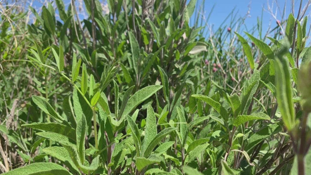 Planting perennial herbs in West Michigan