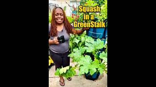 I was Really Wrong about Growing Squash in a GreenStalk