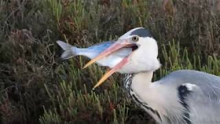 La Garza y la dorada.Grey heron and Gilthead bream.