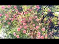 【4K】京成バラ園(千葉県)2024年4月26日 ゴールデンウイーク前の開花状況 April 26,2024 Spring roses Japanese rose garden