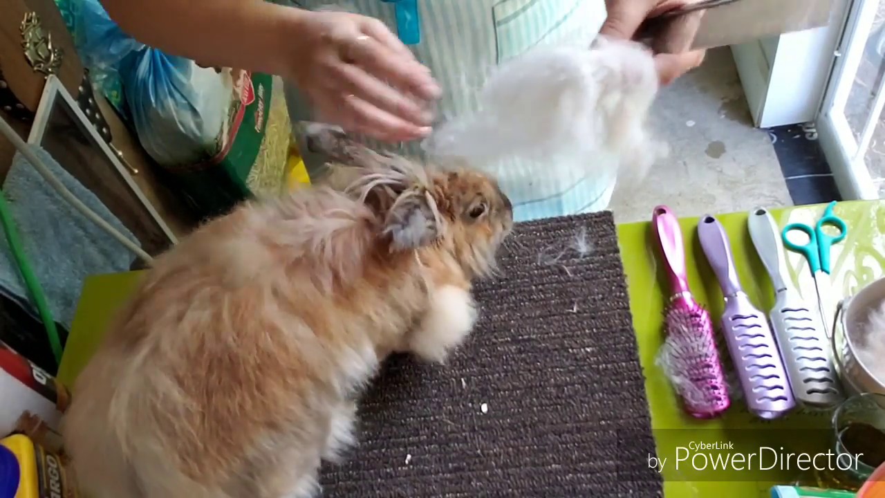 Plucking Angora Rabbits 