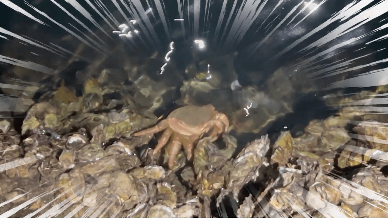 漁港に毛ガニが居すぎる