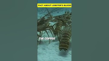 BLOOD OF LOBSTERS IS COLORLESS #youtubeshorts #ytshorts #youtube #animals