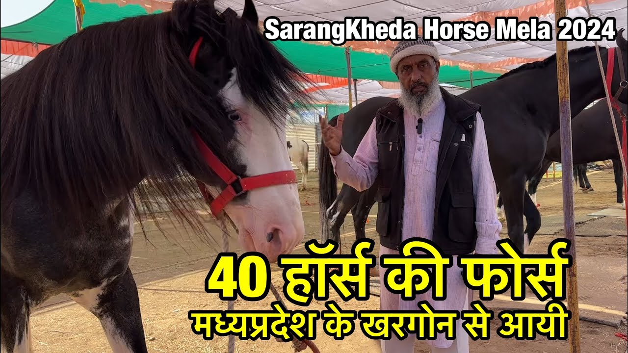 40 हॉर्स की फ़ोर्स एक ही जगह देश के टॉप लाइन वाले स्टेलियन घोड़ियाँ | sarangkheda horse market 2024