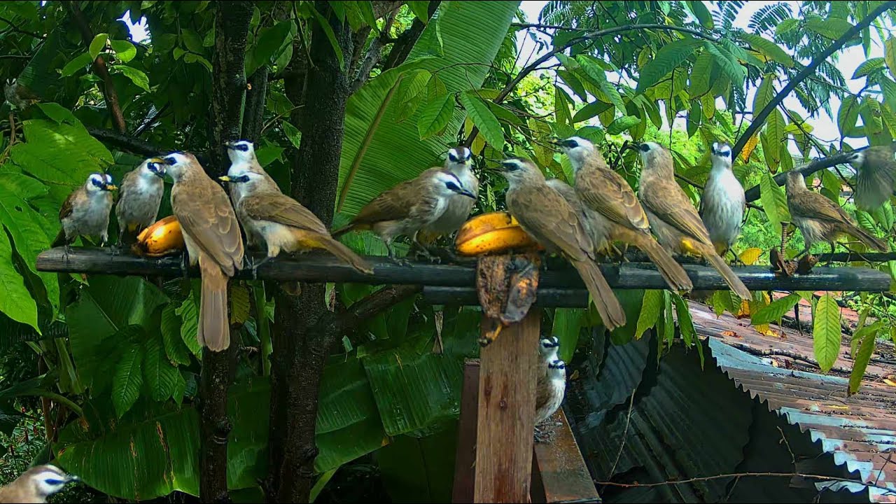 So Many Bulbuls #Tree-Feeder#Backyard#Yellow-vented bulbul#Black Myna ...
