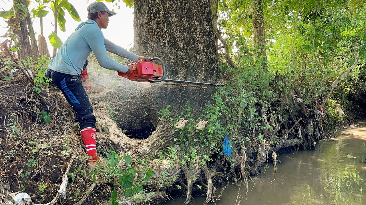 Very Difficult… The second tree hangs between heaven and earth.