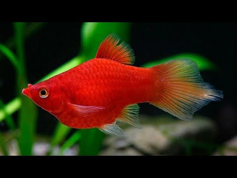 Video Cách nuôi cá mún(hạt lựu, hòa lan) và cách chăm sóc cá... - youtube
