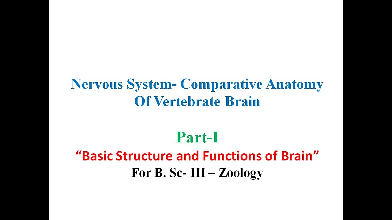 Basic Structure and Functions of Brain - YouTube